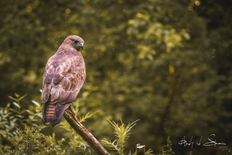 buizerd