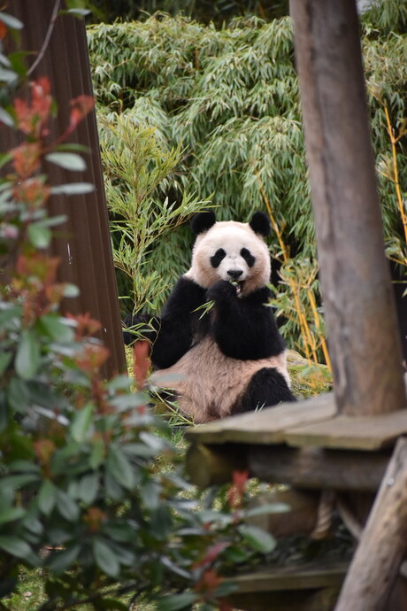 Panda