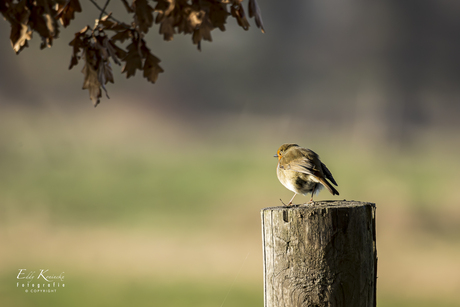 Roodborstje op uitkijk.