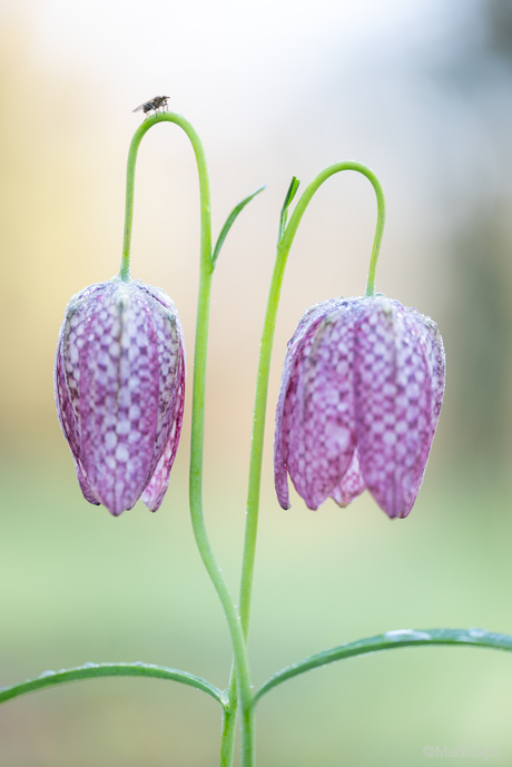 Dansende Kievitsbloemen