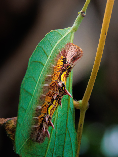 De rups van een blauwe morpho vlinder