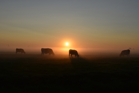 Koeien in de mist