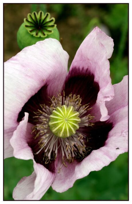 roze papaver