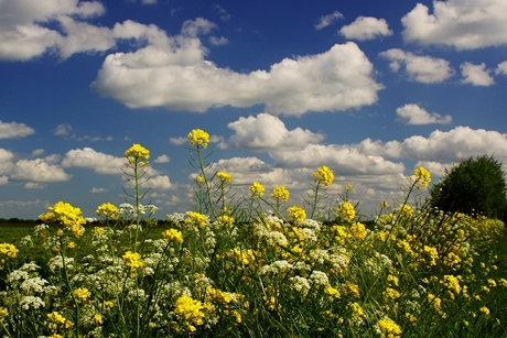 bloemen zee