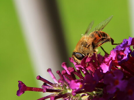 Op zoek naar nectar