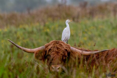 Ach, laat hem maar..