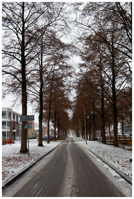 Snow in Zoetermeer 