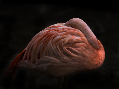 Flamingo