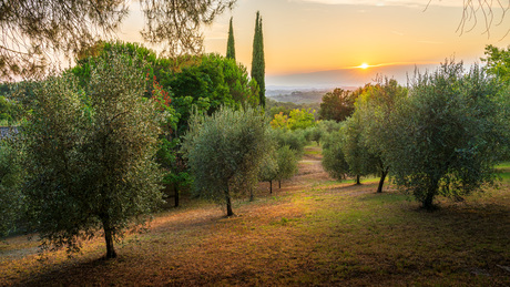 Olijfbomen Toscane 