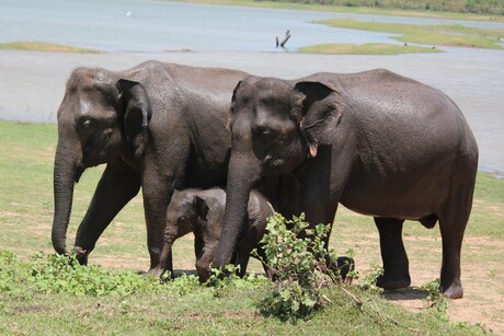 Olifant met een klein olifantje van een week oud