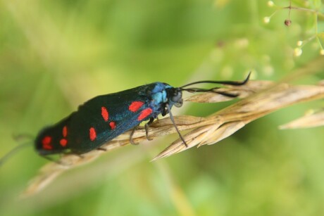 Zygaena