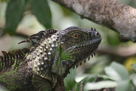 Green iguana