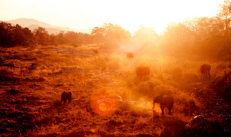 Kruger Sunset