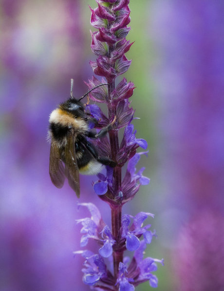 bezige hommel (in het groot mag je hem aaien ....)