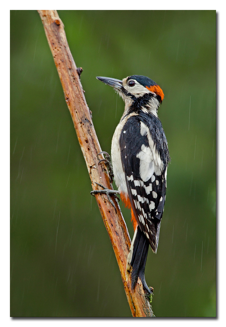 Een spechie in de regen!