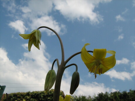 April in onze tuin