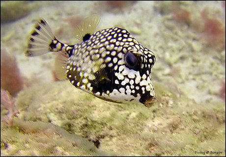 Trunkfish