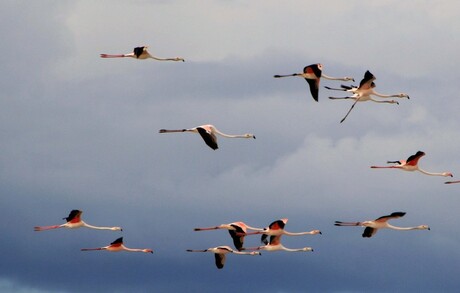 Flying Flamingo's