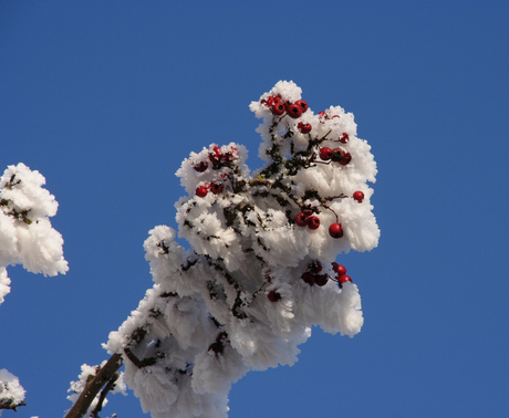 ROOD WIT BLAUW