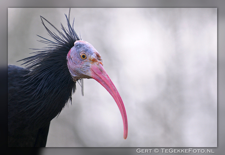 kaalkop ibis