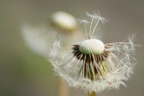 Uitgebloeide paardenbloem