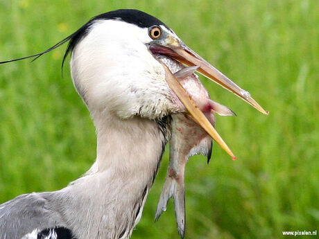 Lekker hapje