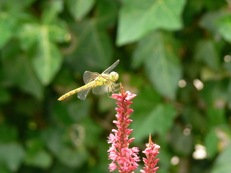 Libelle (voor de verandering)