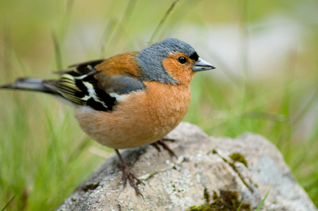 vogeltje