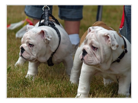 Bulldog puppy's