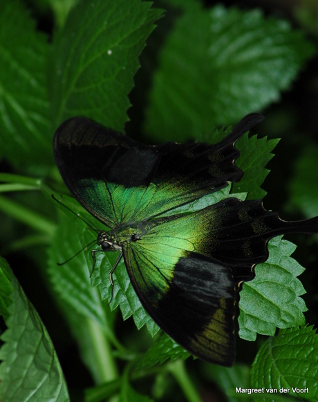 Groen vlinder op groen blad