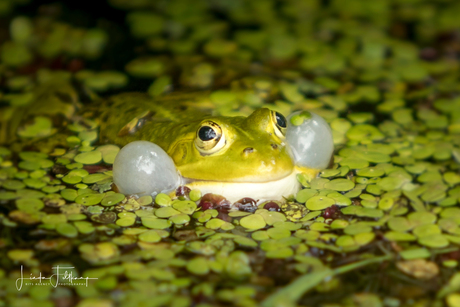 Kikker in het groen