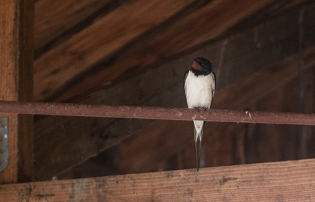 Barnswallow