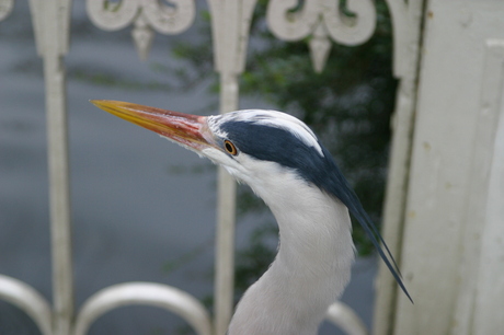 Reiger