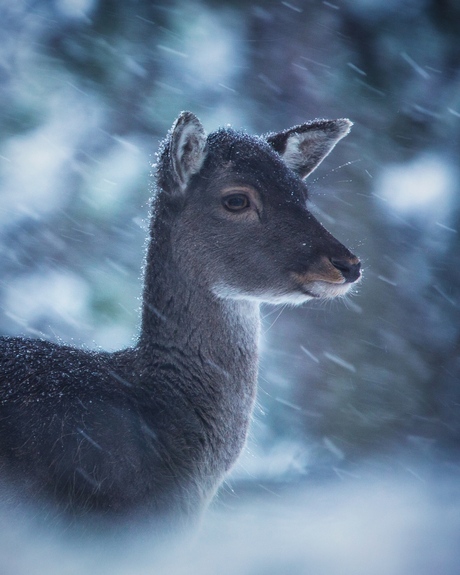 Snowfall beauty