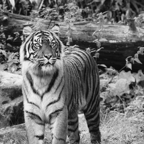 Sumatraanse tijger in Z/W