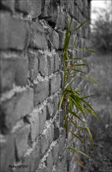 Gras uit de muur