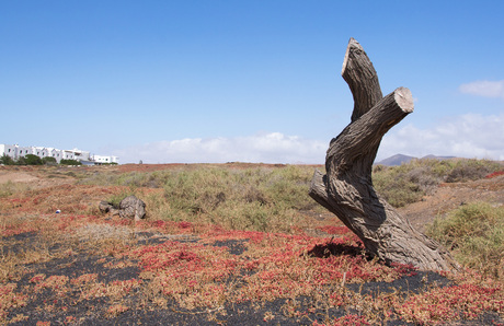 Een natuurlijk standbeeld