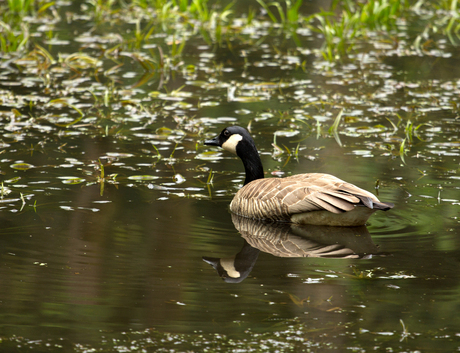 Canadese gans