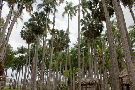 palmentuin in paramaribo