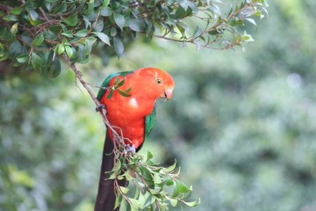 Crimson Rosella