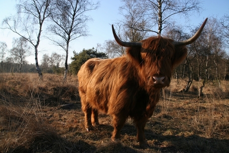 250 kg biefstuk