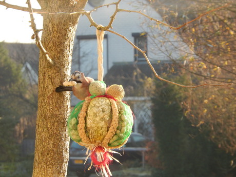 Vlaamse Gaai met pinda