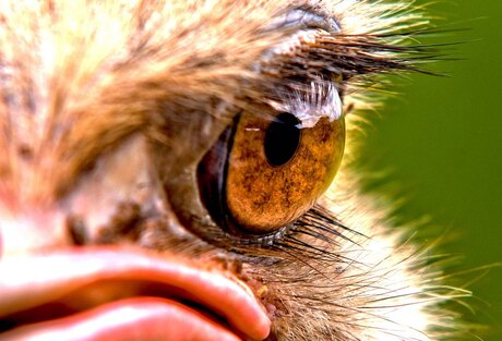 Ostrich eye