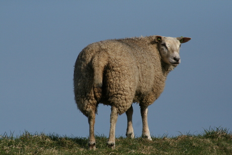 texel maart2012 328.JPG