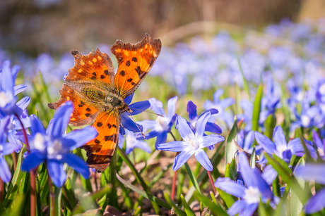 Vlinder in Wageningsch Arboretum