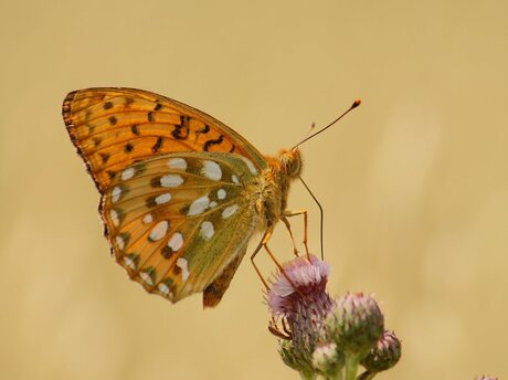 Grote parelmoervlinder