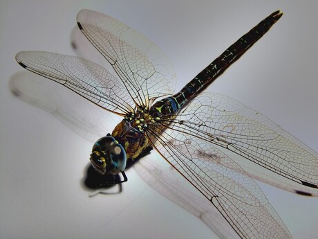 dragonfly