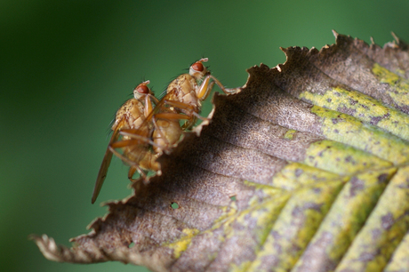 Scatophaga stercoraria (strontvlieg)