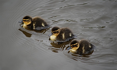 eerste jonge eendjes