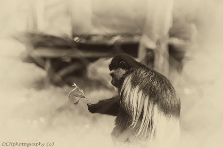 Wat een lullig takje